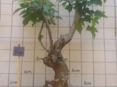 红枫下山桩 是用浅盆还是深盆好 图片