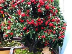 哪里有卖红枫下山桩树的 去省道边挖几颗