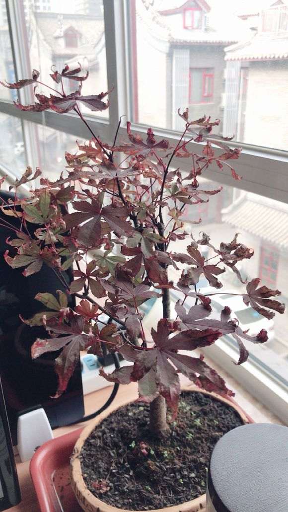 红枫下山桩过2周就开始黑杆 怎么办