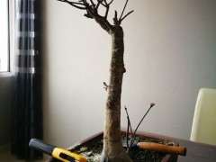 一棵矮霸红枫下山桩怎么形成的 图片