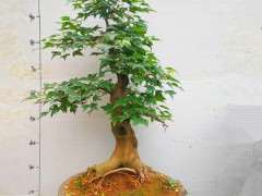 哪个红枫下山桩适合东北室外冬天养 图片