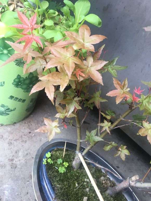 这是鸡爪槭 还是红枫下山桩 图片