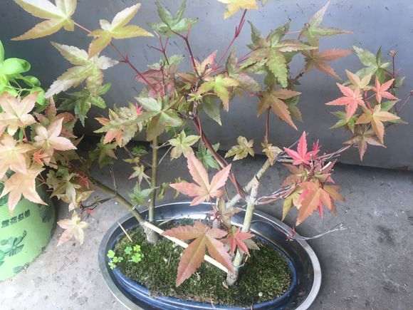 这是鸡爪槭 还是红枫下山桩 图片