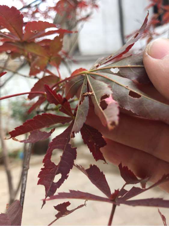 红枫下山桩好多虫 该打什么药 图片
