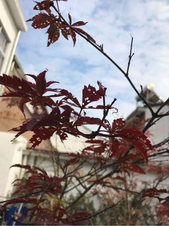 红枫下山桩好多虫 该打什么药 图片