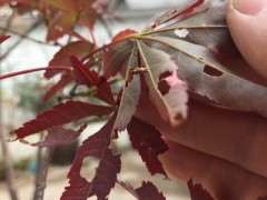 红枫下山桩好多虫 该打什么药 图片