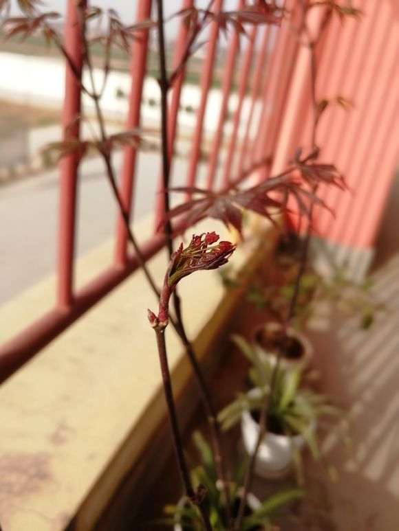 红枫下山桩 新叶带毛 颜色黑红 怎么办