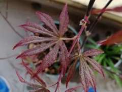 红枫下山桩 新叶带毛 颜色黑红 怎么办