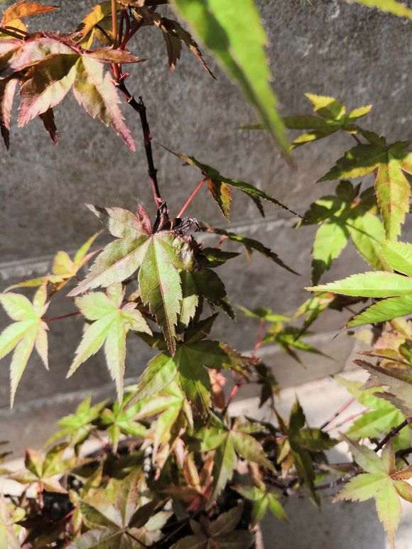 红枫下山桩上盆 半个月叶尖焦黑 怎么办