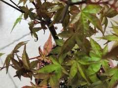 红枫下山桩上盆 半个月叶尖焦黑 怎么办