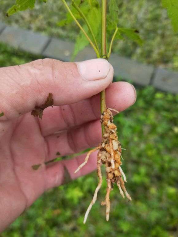 日本红枫下山桩怎么扦插的方法 图片