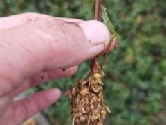 日本红枫下山桩怎么扦插的方法 图片