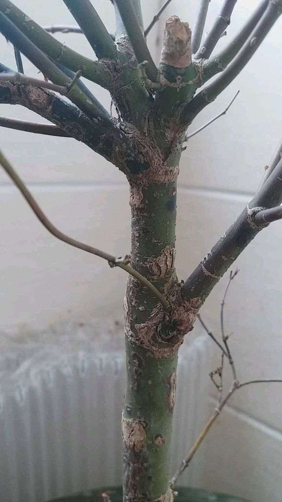 这是红枫下山桩黑杆了吗 怎么办 图片