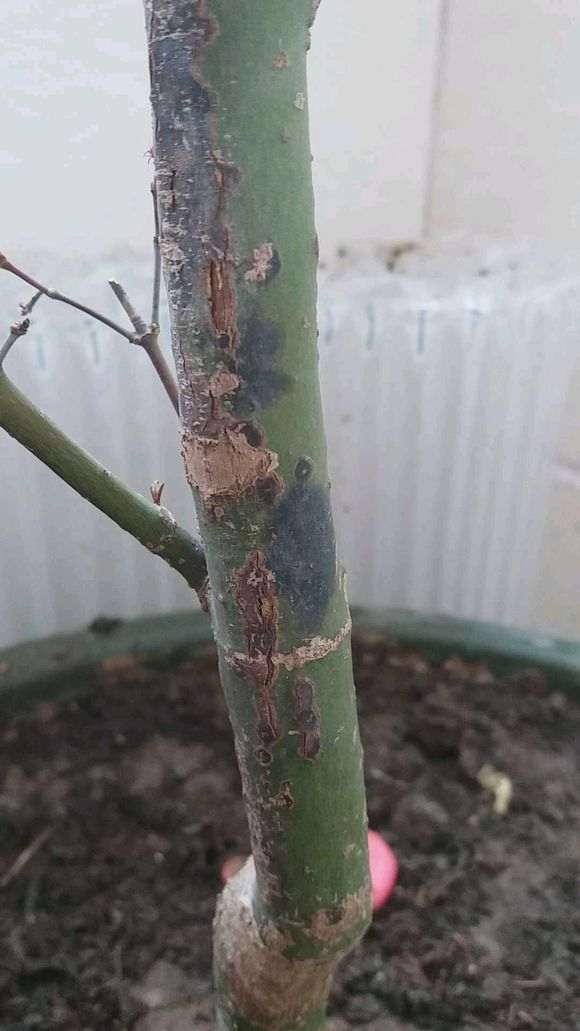这是红枫下山桩黑杆了吗 怎么办 图片