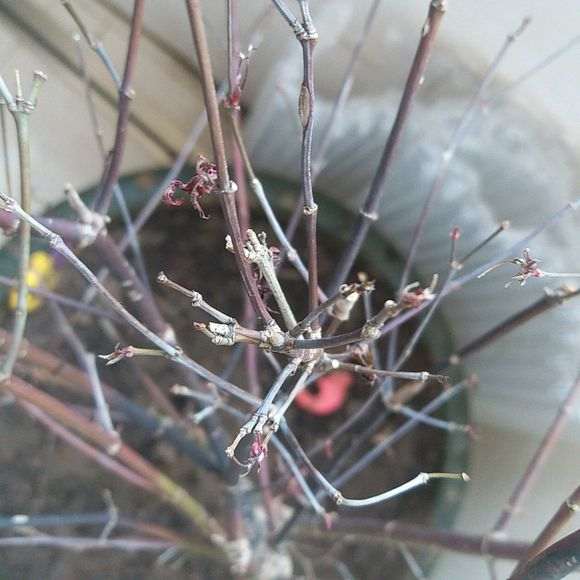 红枫下山桩 这个季节能种吗 图片