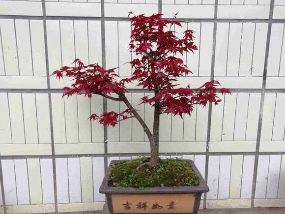 红枫下山桩 这个季节能种吗 图片