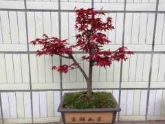 红枫下山桩 在秋季能种吗 图片