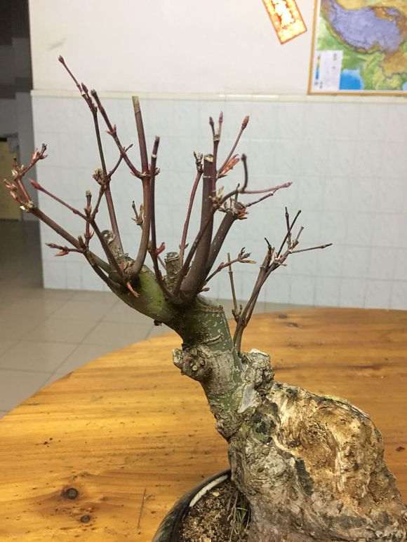 红枫下山桩的枝干变成了灰色 怎么办 图片