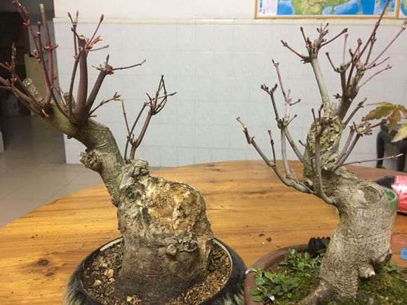 红枫下山桩的枝干变成了灰色 怎么办 图片