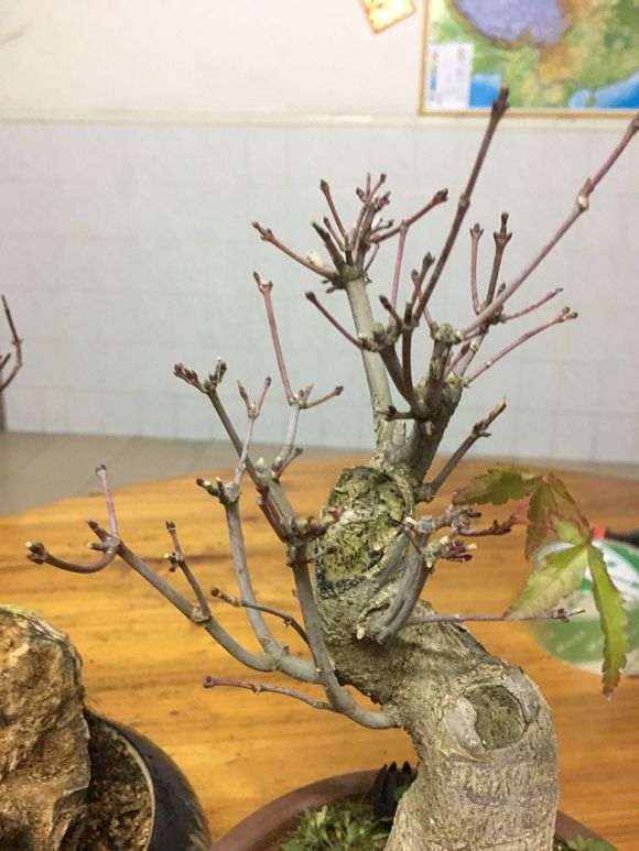 红枫下山桩的枝干变成了灰色 怎么办 图片