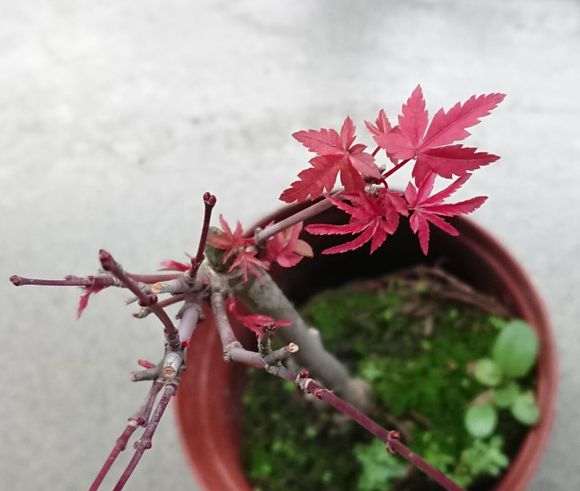 红枫下山桩如何定向绑枝的方法 图片