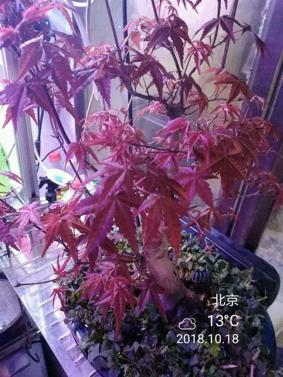 红枫下山桩如何定向绑枝的方法 图片