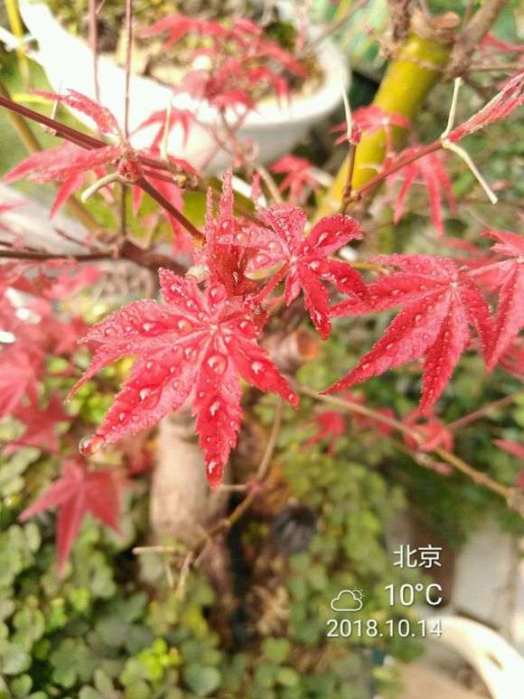 红枫下山桩如何定向绑枝的方法 图片