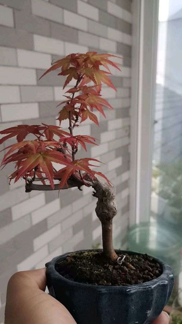 红枫下山桩是猩猩 是嫁接 还是原生 图片