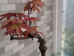 红枫下山桩树叶一样纤细 这是什么品种