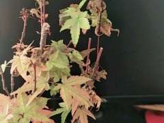 红枫下山桩叶子枯萎是什么原因 图片