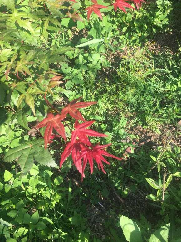 请问大神这是红舞姬红枫下山桩吗 图片