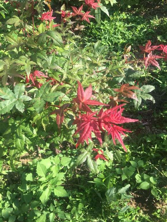 请问大神这是红舞姬红枫下山桩吗 图片