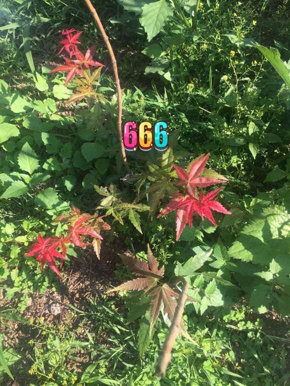 请问大神这是红舞姬红枫下山桩吗 图片