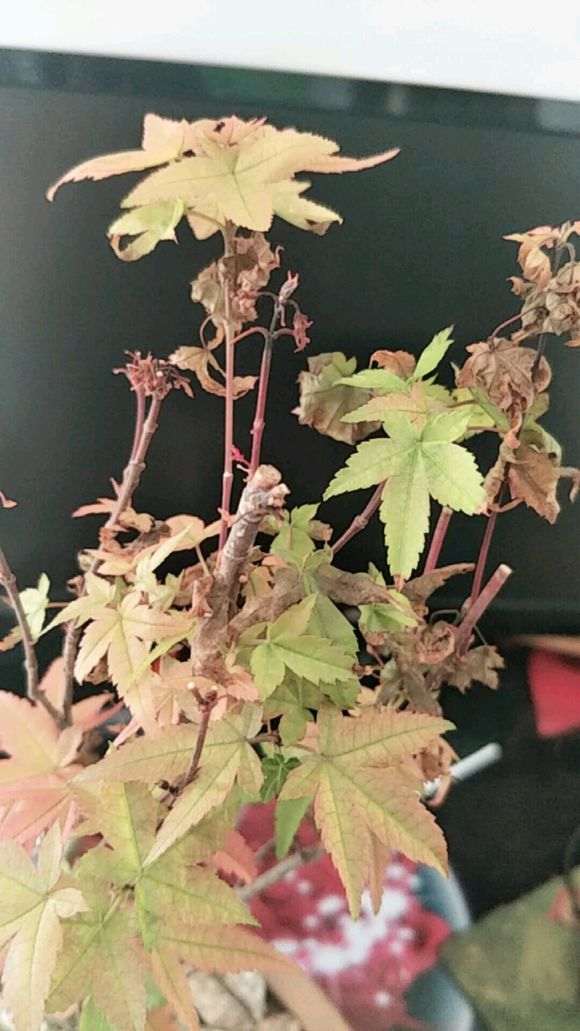 红枫下山桩叶子枯萎是什么原因 图片