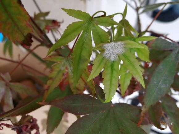 红枫下山桩叶面起白霜 不断枯萎 怎么办