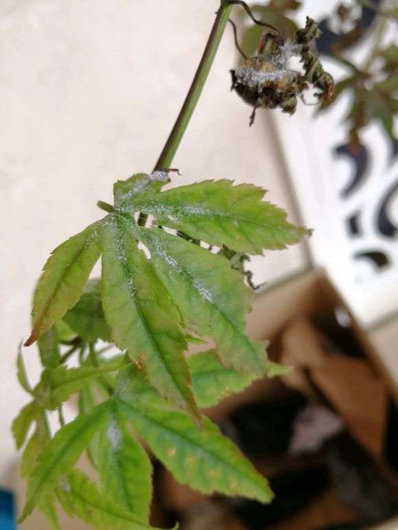 红枫下山桩叶面起白霜 不断枯萎 怎么办