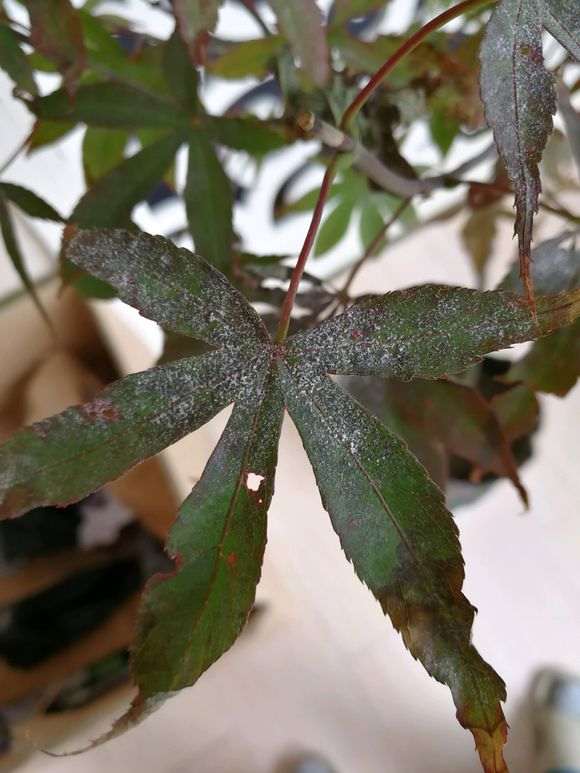 红枫下山桩叶面起白霜 不断枯萎 怎么办