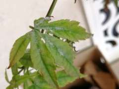 红枫下山桩叶面起白霜 不断枯萎 怎么办