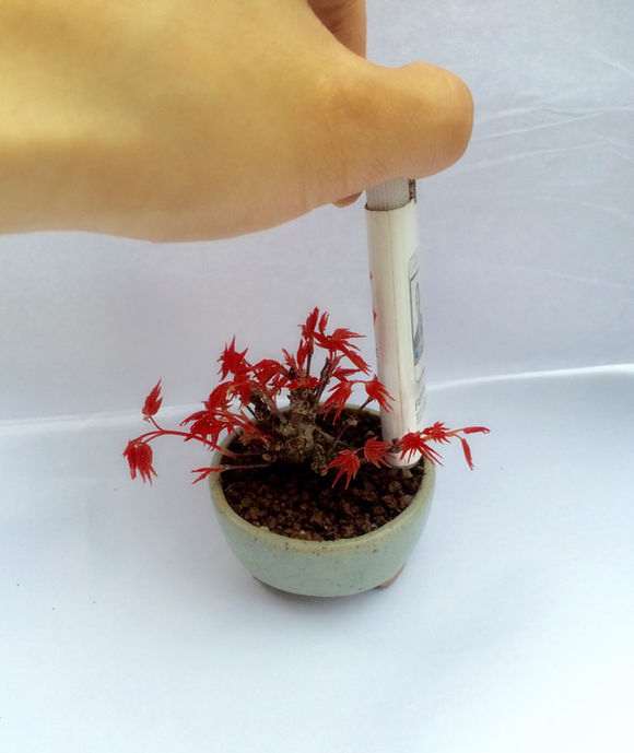 日本原生出猩猩红枫微型盆景