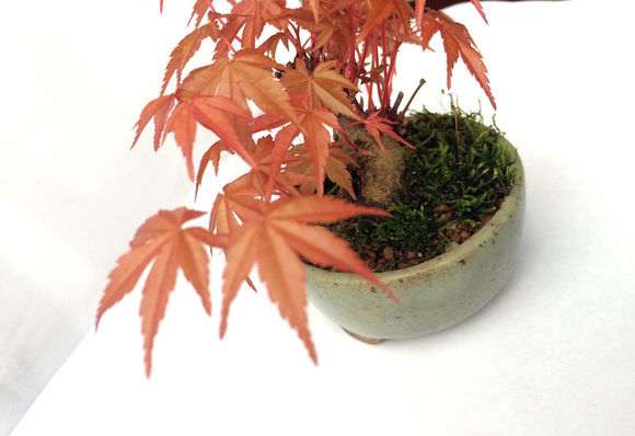 日本原生出猩猩红枫微型盆景