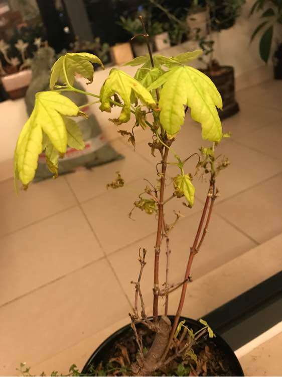 红枫下山桩嫩叶 严重焦叶 怎么办 图片