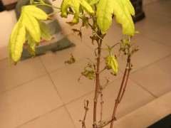 红枫下山桩嫩叶 严重焦叶 怎么办 图片