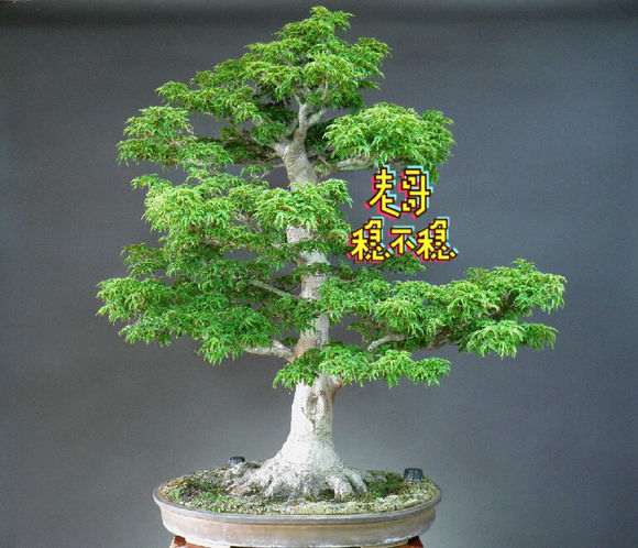 这棵红枫下山桩800贵了 大家看看 图片