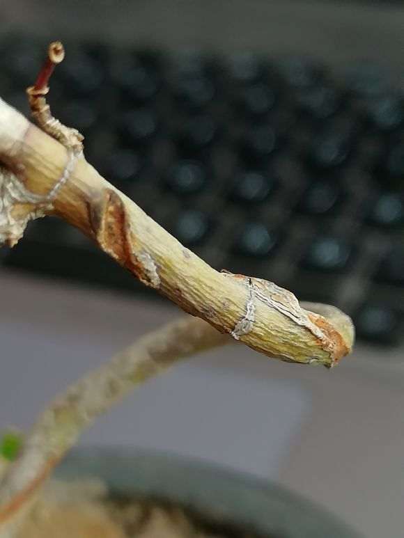 红枫下山桩好像树枝都干了 怎么办 图片