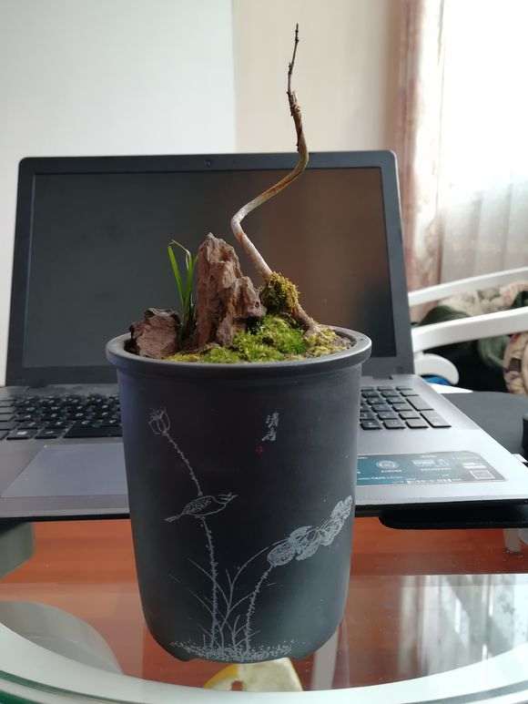 红枫下山桩好像树枝都干了 怎么办 图片