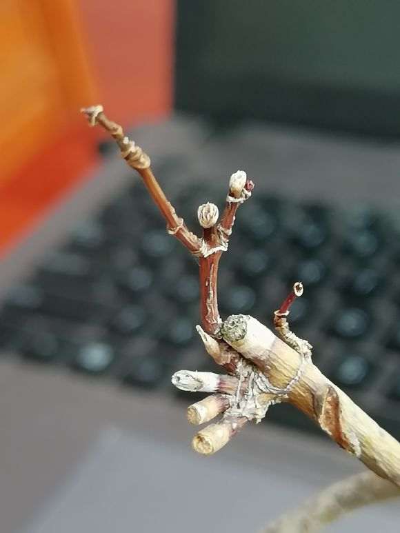 红枫下山桩好像树枝都干了 怎么办 图片