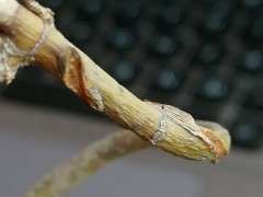 红枫下山桩好像树枝都干了 怎么办 图片