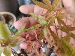 红枫下山桩养了3年 干枯死了 怎么办