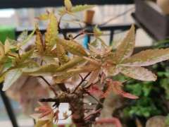 为什么红枫下山桩扦插容易生根 图片