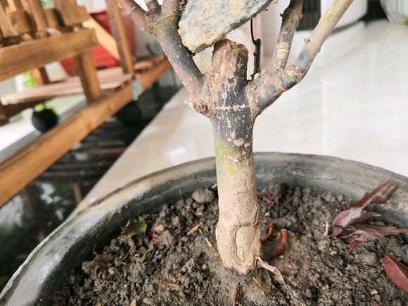 红枫下山桩通病 有办法恢复吗 图片